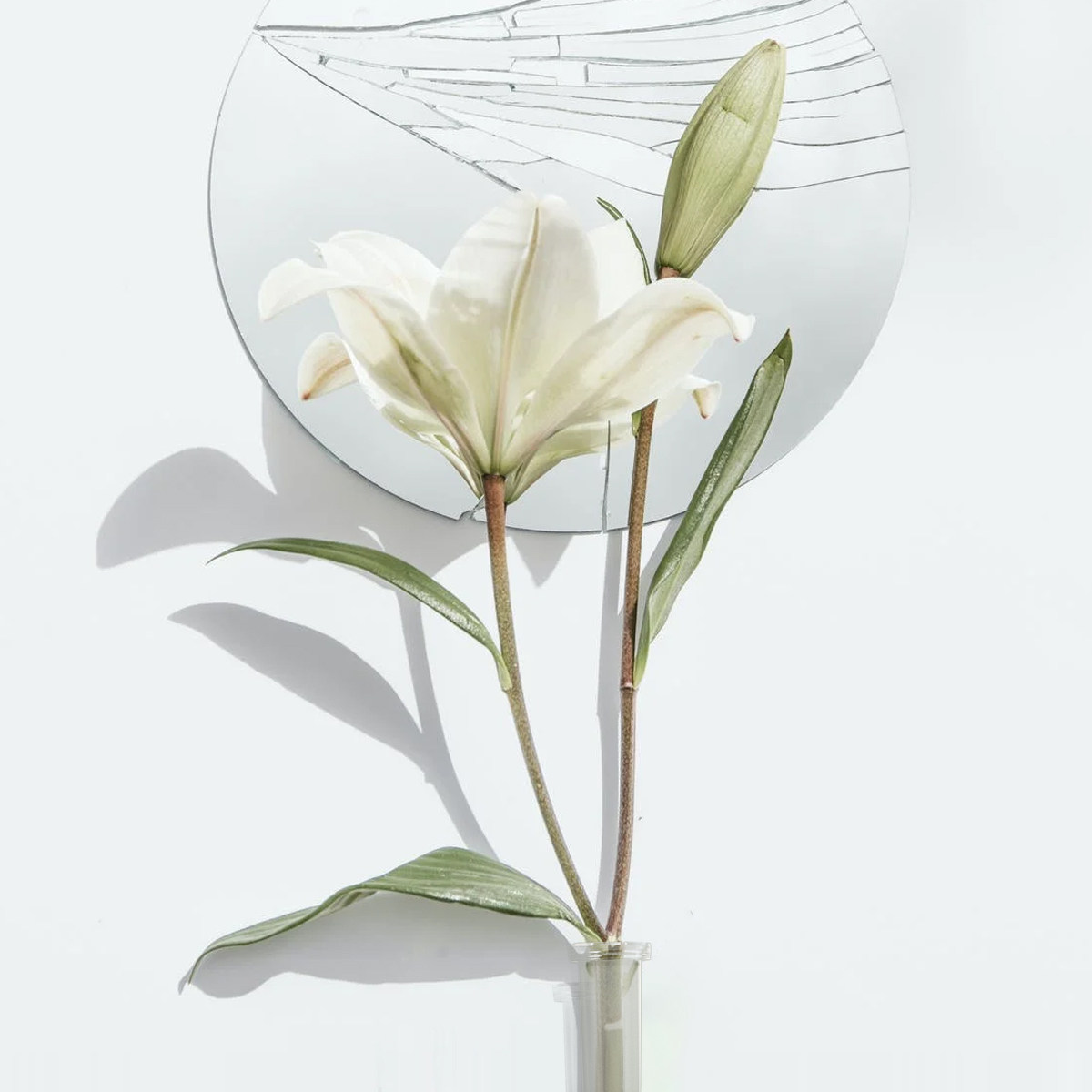 50Pcs Transparent Flower Water - Nutrition & Fitness Hub recensione e prezzo