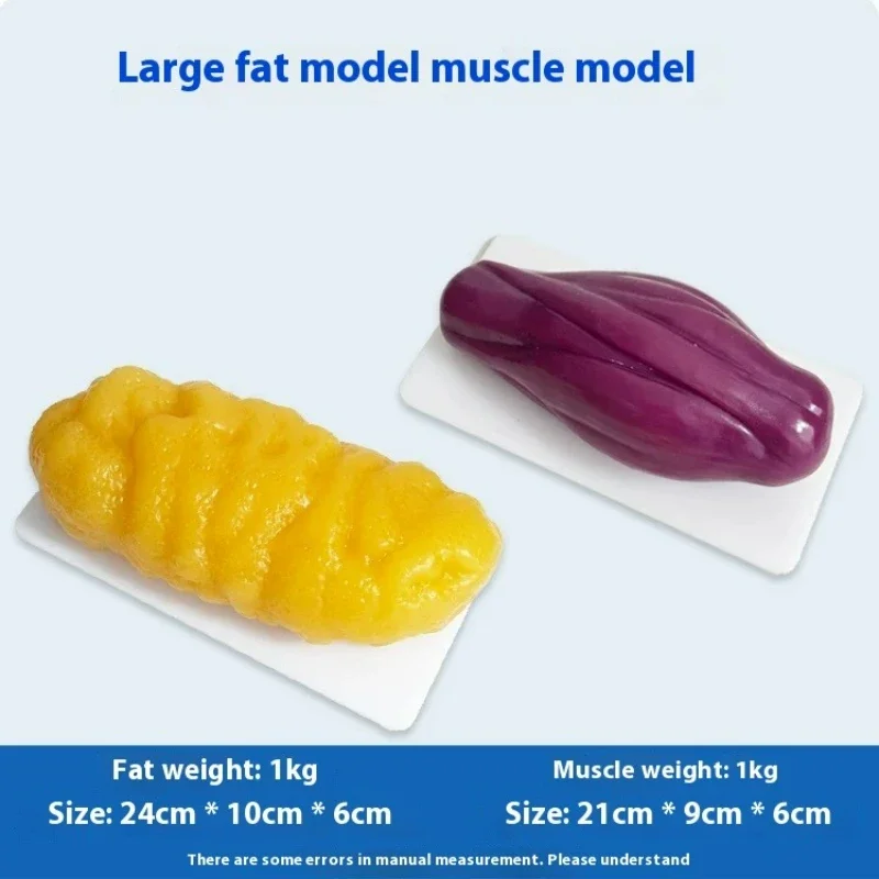 Human Muscle and Fat Replicas  - Nutrition Fitness Health recensione e prezzo