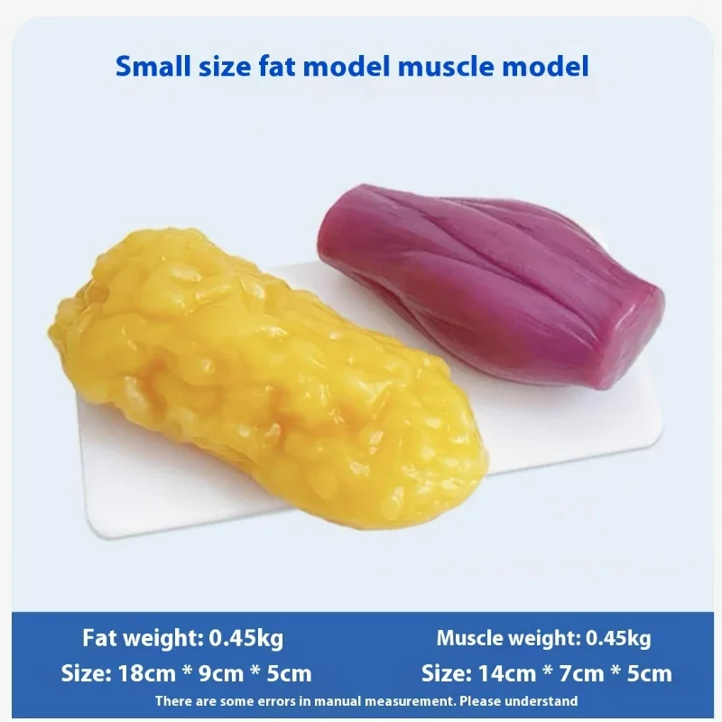 Human Muscle and Fat Replicas  - Nutrition Fitness Health recensione e prezzo
